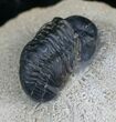 Bargain Reedops Trilobite - Inches #5361-3